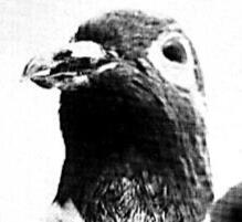 Cher Ami